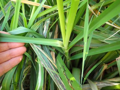 Cortaderia jubata, photographed by Arnim Littek