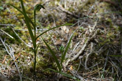 Pterostylis graminea, photographed by Christopher Stephens