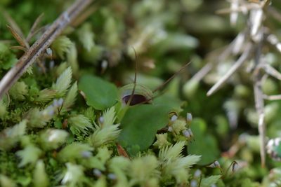Corybas oblongus, photographed by Christopher Stephens