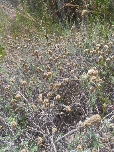 Ifloga repens, photographed by kevin koen