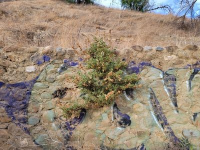 Malacothamnus marrubioides, photographed by Daniel S.
