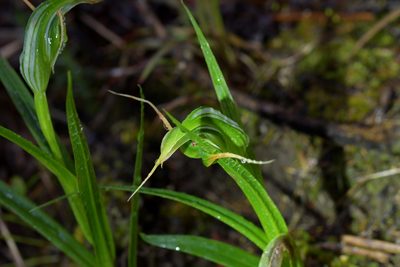 Pterostylis banksii, photographed by Christopher Stephens