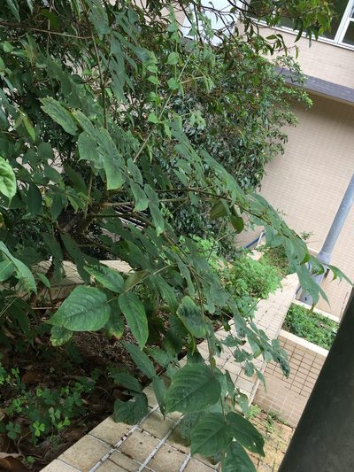 Aralia chinensis, photographed by Yj
