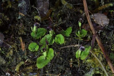 Corybas oblongus, photographed by Christopher Stephens