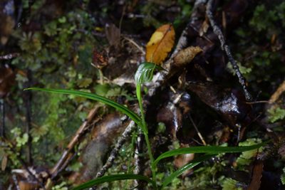 Pterostylis graminea, photographed by Christopher Stephens