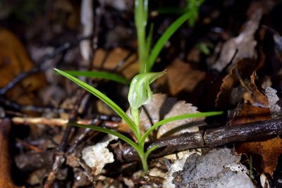 Pterostylis graminea, photographed by Christopher Stephens