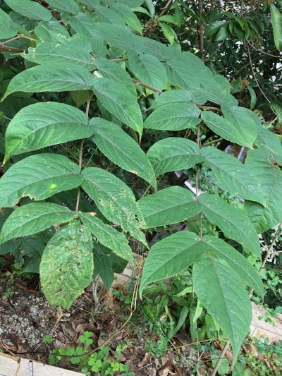 Aralia chinensis, photographed by Yj