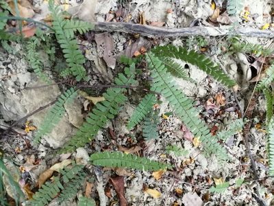 Adiantum caudatum, photographed by 五色鳥