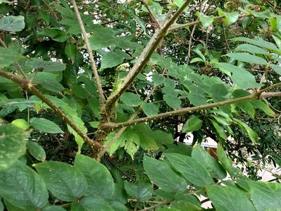 Aralia chinensis, photographed by Yj