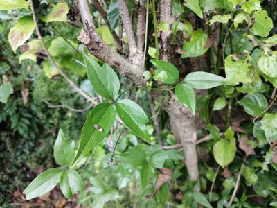 Clematis formosana, photographed by 五色鳥