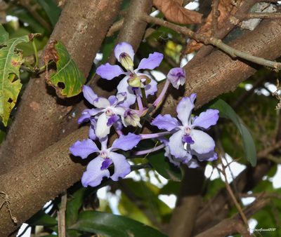 Vanda coerulea, photographed by Rejoice Gassah