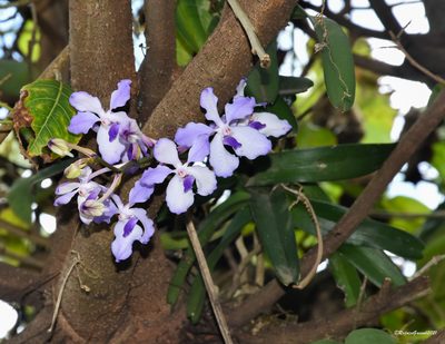 Vanda coerulea, photographed by Rejoice Gassah