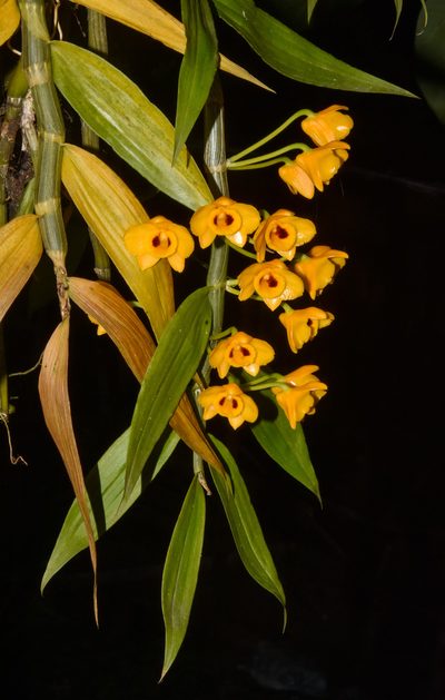 Dendrobium chrysanthum, photographed by Rejoice Gassah