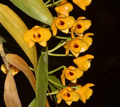 Dendrobium chrysanthum, photographed by Rejoice Gassah