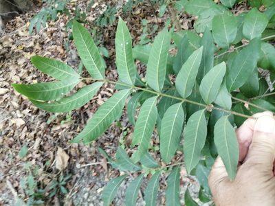 Sapindus mukorossi, photographed by 五色鳥
