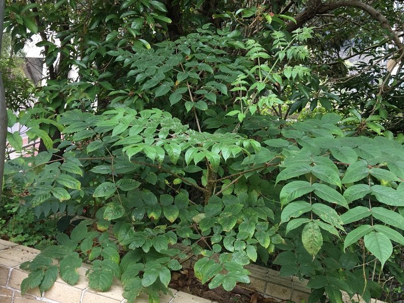 Aralia chinensis, photographed by Yj