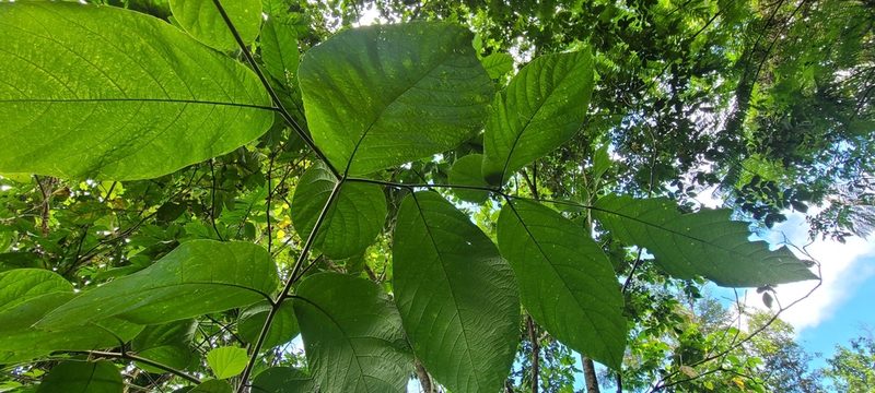 Cordia sulcata, photographed by ritirene