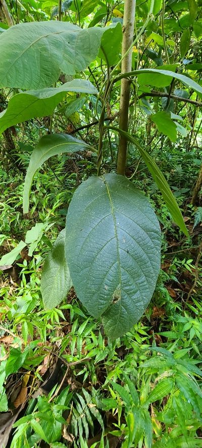 Cordia sulcata, photographed by ritirene