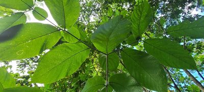 Cordia sulcata, photographed by ritirene