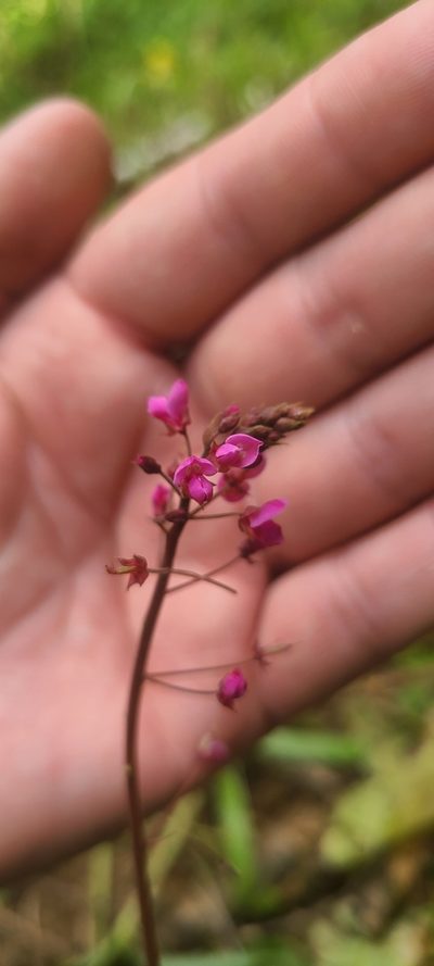 Desmodium axillare, photographed by ritirene