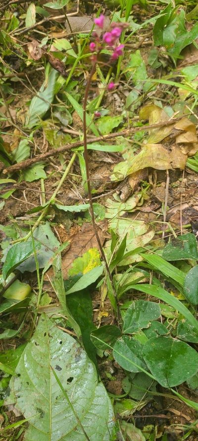 Desmodium axillare, photographed by ritirene