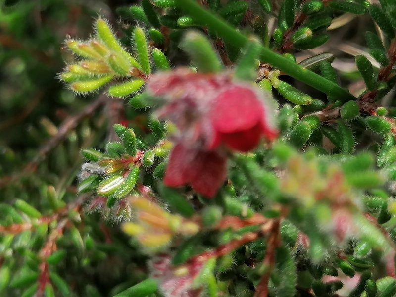 Erica haematocodon, photographed by flamelily