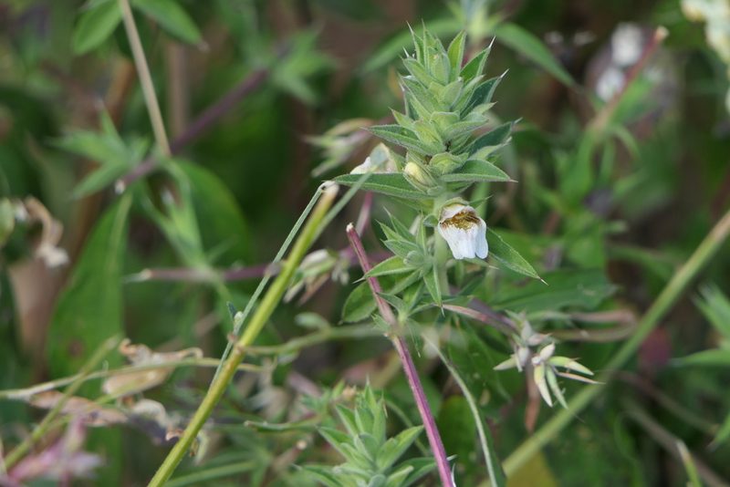 Lepidagathis cuspidata, photographed by Dinesh Valke