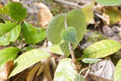 Dendrocnide moroides, photographed by Isaiah Findley