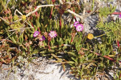 Ruschia sarmentosa, photographed by Tony Rebelo