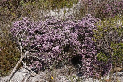 Amphithalea ericifolia, photographed by Tony Rebelo