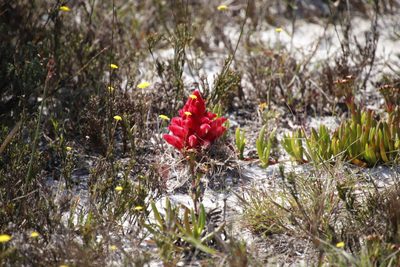 Hyobanche sanguinea, photographed by Tony Rebelo