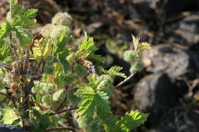 Girardinia diversifolia, photographed by Dinesh Valke
