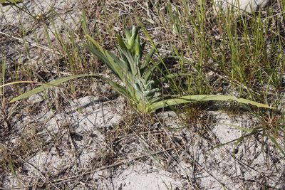 Ferraria crispa, photographed by Tony Rebelo