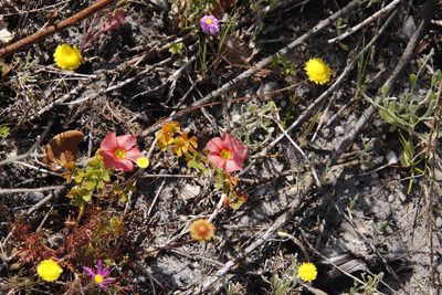 Oxalis obtusa, photographed by Tony Rebelo