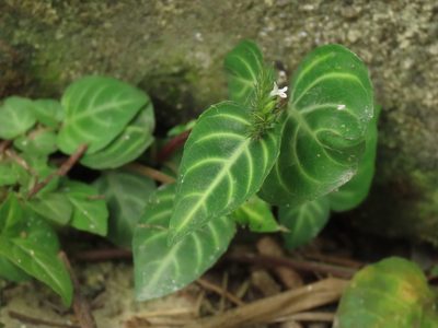 Lepidagathis inaequalis, photographed by chiuluan