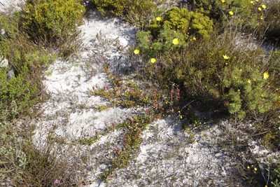 Ruschia sarmentosa, photographed by Tony Rebelo