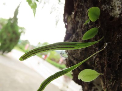 Lepisorus microphyllus, photographed by chiuluan