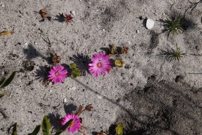 Cleretum bellidiforme, photographed by Tony Rebelo