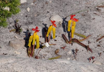 Lachenalia luteola, photographed by Tony Rebelo