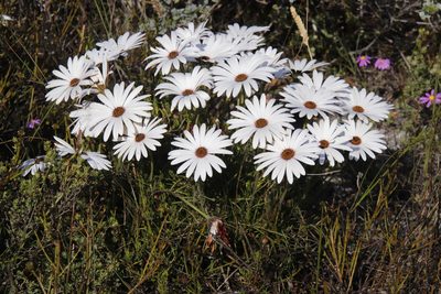 Dimorphotheca nudicaulis, photographed by Tony Rebelo