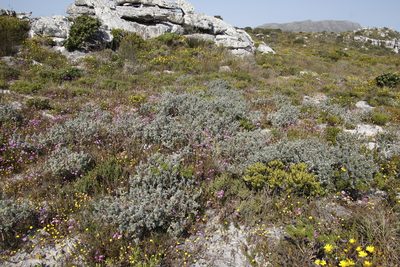 Podalyria sericea, photographed by Tony Rebelo