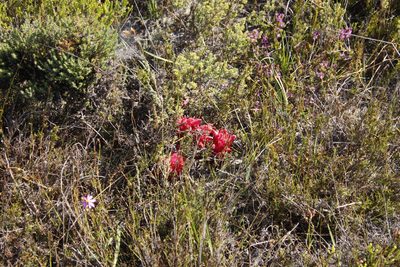 Hyobanche sanguinea, photographed by Tony Rebelo