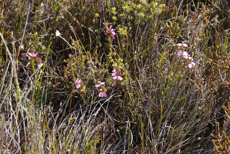 Polygala recognita, photographed by Tony Rebelo