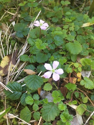 Rubus radicans, photographed by Luciana Elizalde