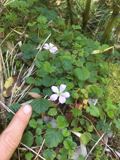 Rubus radicans, photographed by Luciana Elizalde