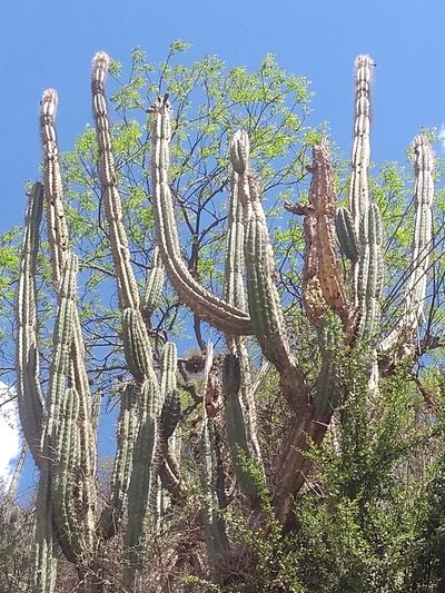 Castellanosia caineana, photographed by Naturalist Tours
