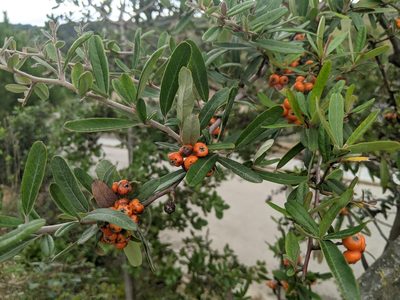 Pyracantha angustifolia, photographed by Katarzyna Żarnowiec