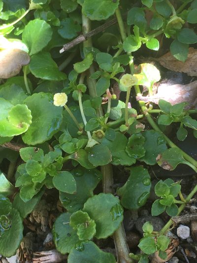 Chrysosplenium valdivicum, photographed by Luciana Elizalde