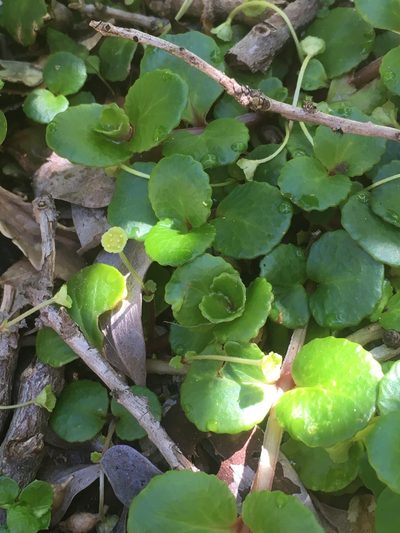 Chrysosplenium valdivicum, photographed by Luciana Elizalde