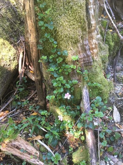 Rubus radicans, photographed by Luciana Elizalde